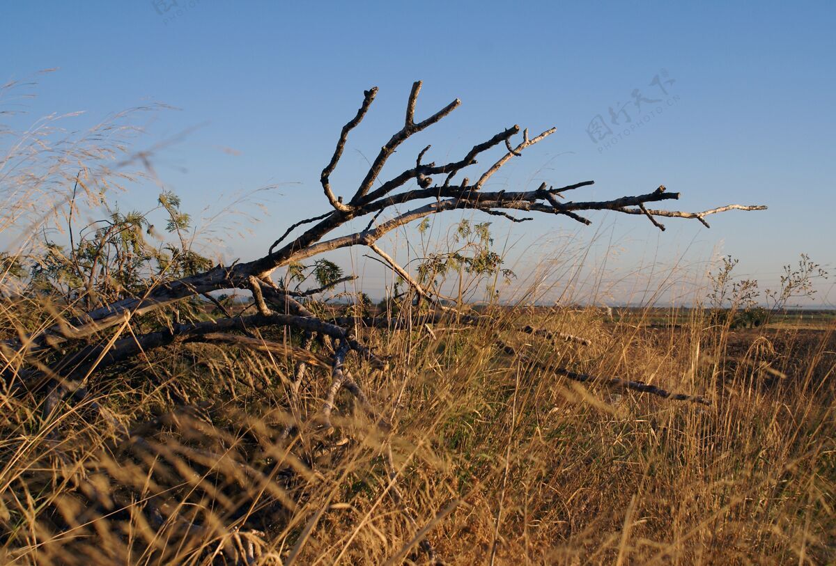 颜色特写镜头一个干树枝在一个长满草的领域在直布罗陀花生长田野