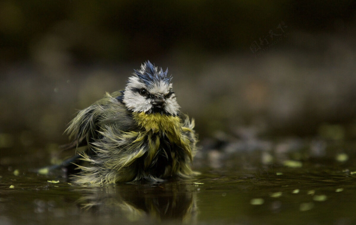 搞笑一只有趣的蓝山雀的选择性聚焦镜头鸟搞笑鸟鸟类