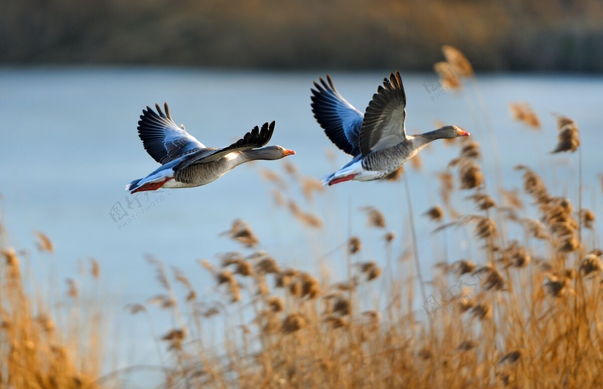 自然两只鸭子的选择性聚焦镜头河流野生动物盘旋