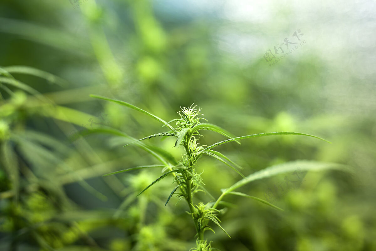 锥盛开的绿色莎蒂瓦大麻芽美丽的药用大麻植物非法叶大麻