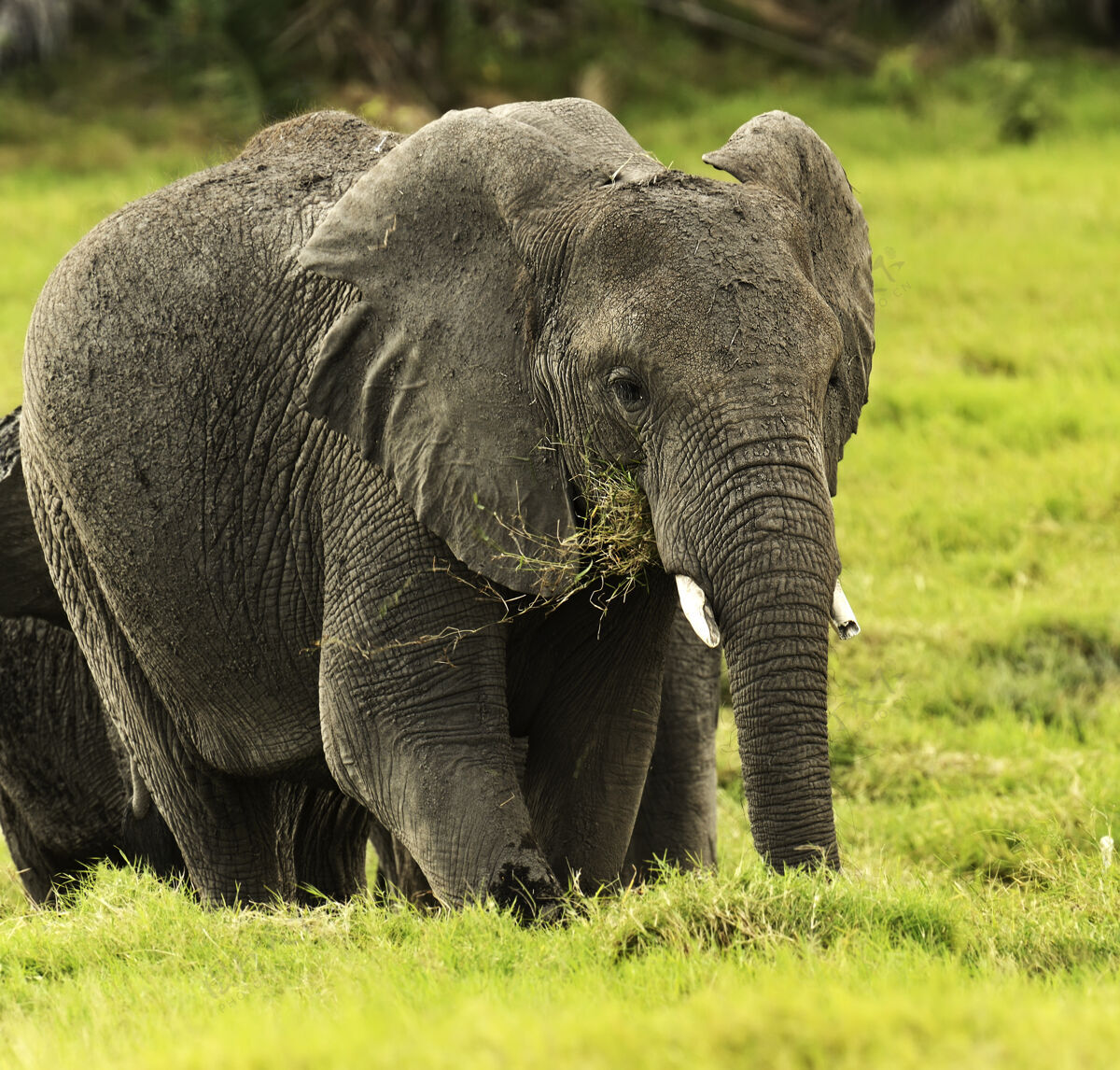 肯尼亚大象在非洲大草原的自然栖息地自然野生动物哺乳动物