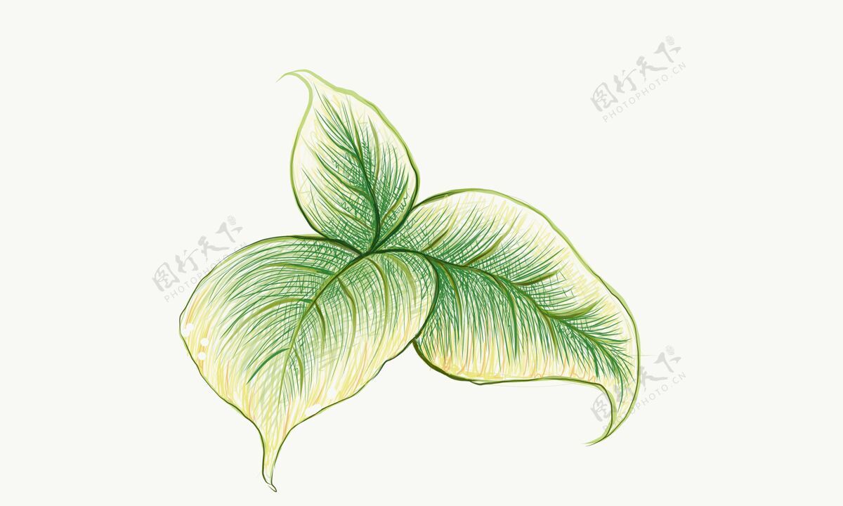 叶新鲜的绿色叶子在白色的插图常绿手绘植物学