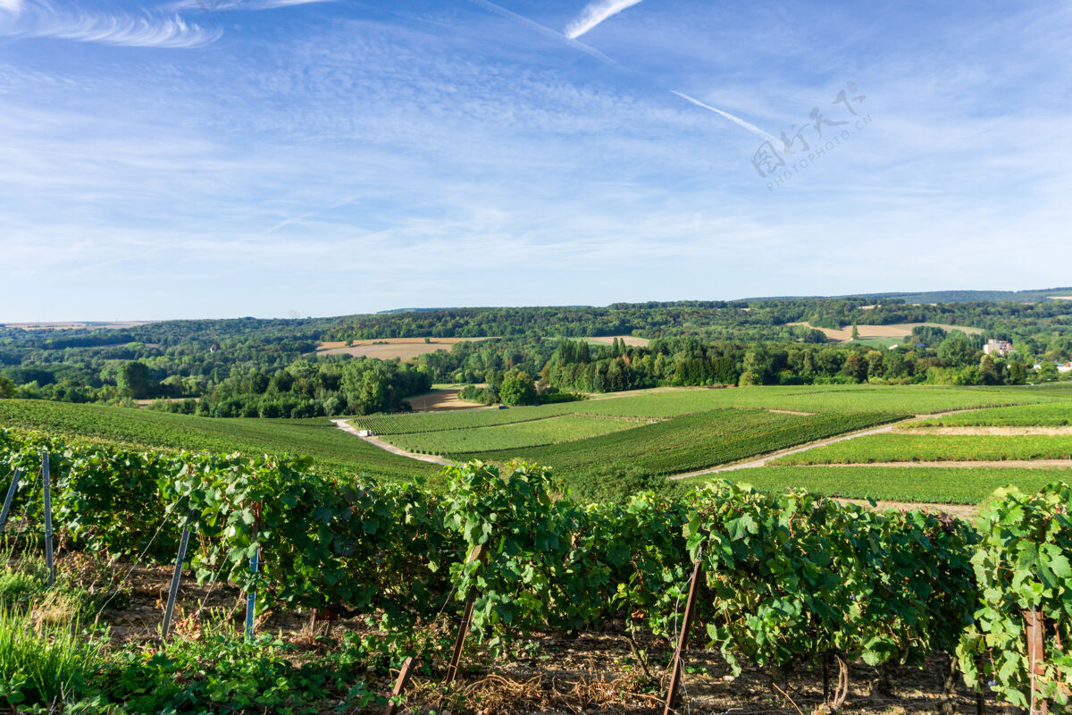 意大利在法国兰斯蒙塔涅德兰斯的香槟葡萄园种植葡萄道路自然天空