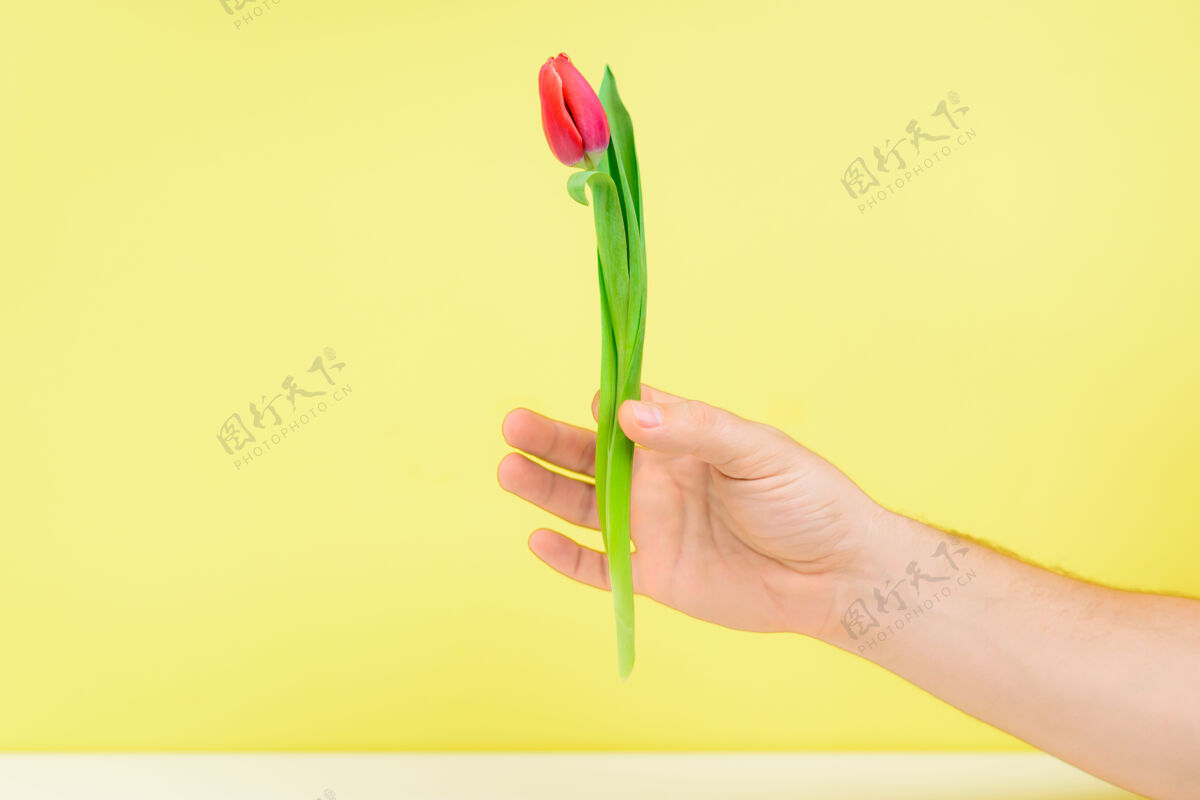 礼物一束粉红色的郁金香在一个男人的手上放在黄色的墙上花瓣举行束
