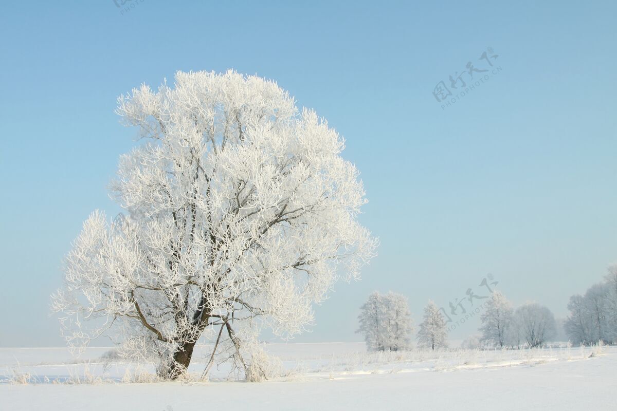 凉爽在一个无云的早晨 田野里结了霜的冬树万里无云雪阳光