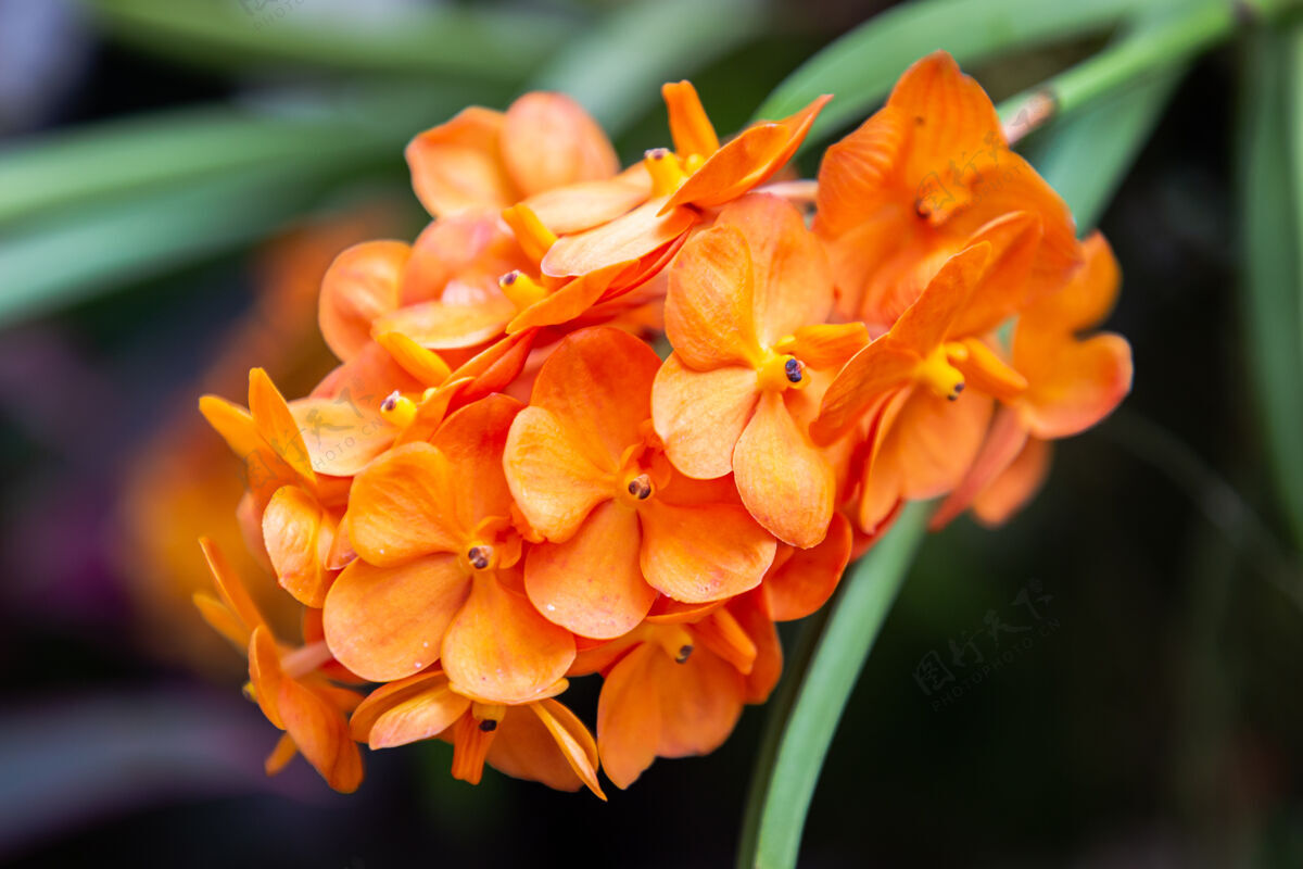 光美丽的兰花在雨中盛开旺达兰科植物精致多彩事件