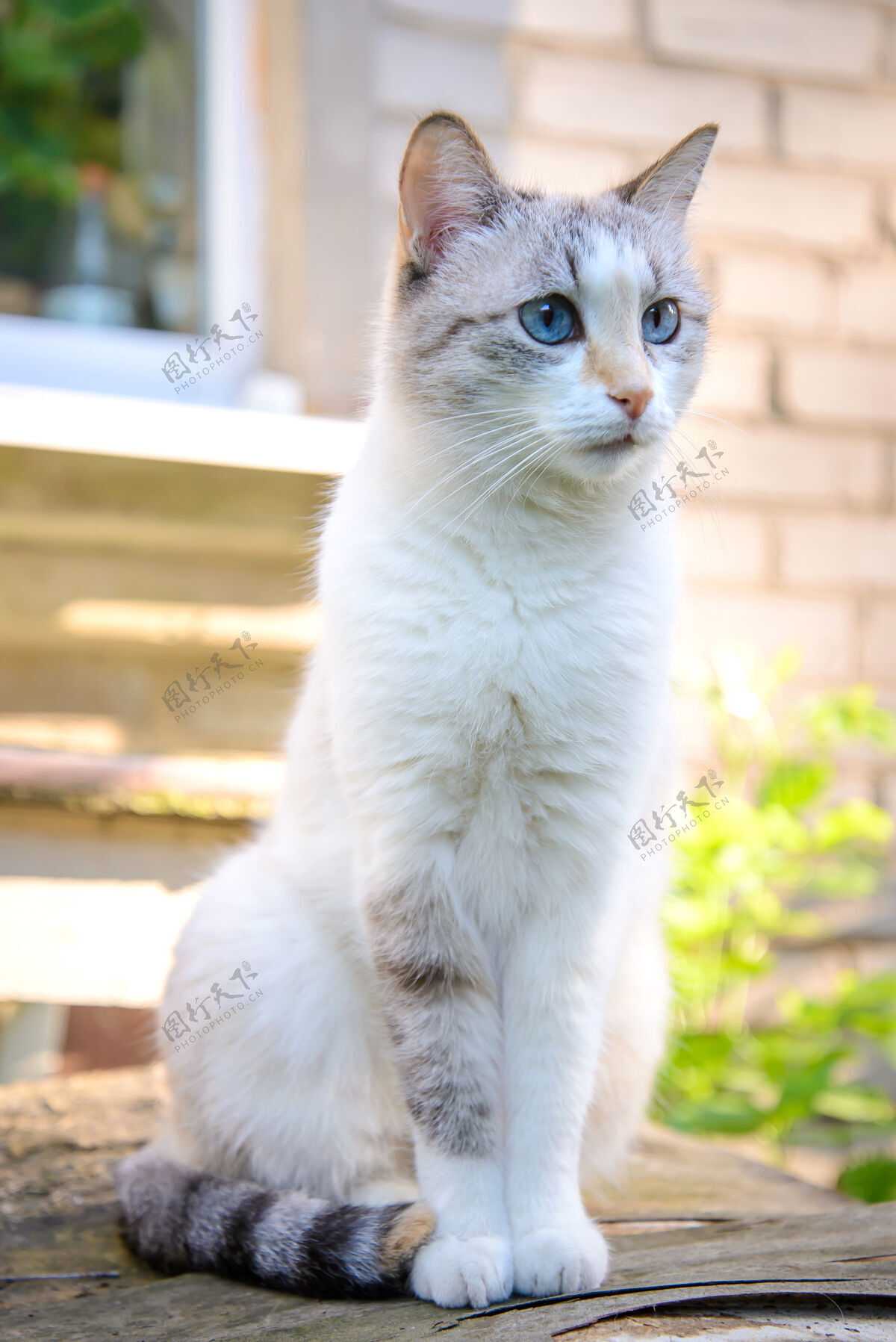 美丽夏天 可爱的蓝眼睛白猫坐在花园里脸看可爱