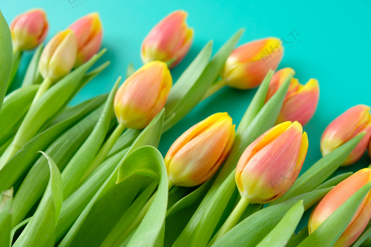 开花以新鲜的黄红色郁金香和薄荷为背景国际妇女节 母亲节 复活节的概念新鲜花园复活节