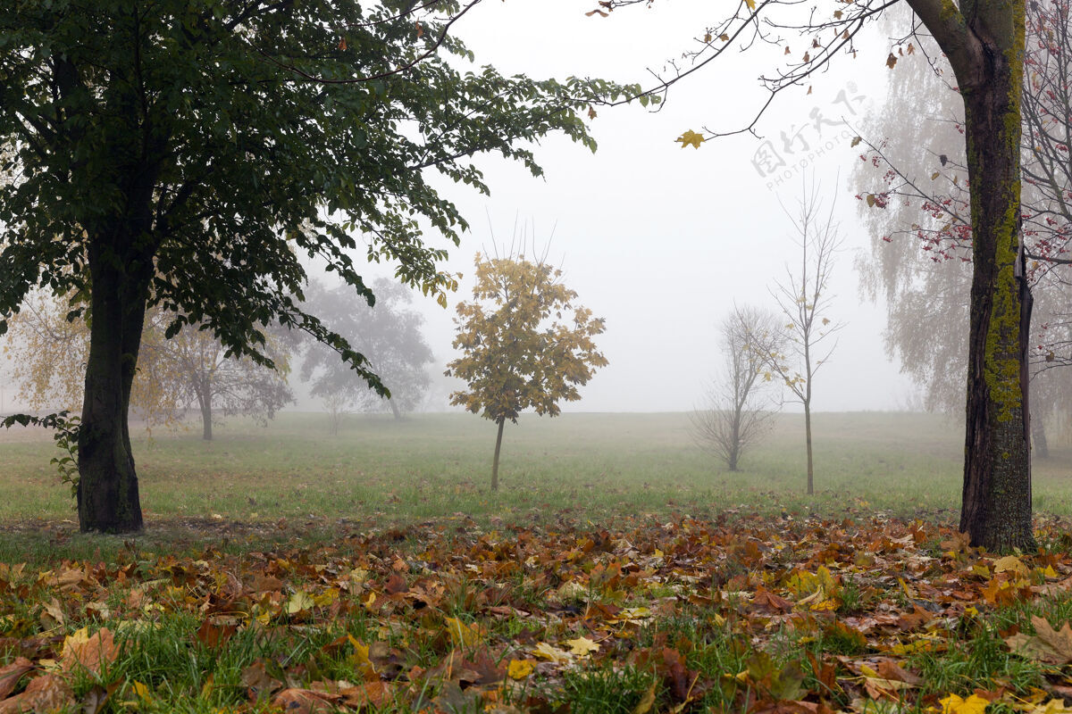 景观公园里生长的树木在秋天的一个小雾季节落在地上的枫叶和深色的树干木神秘幽灵