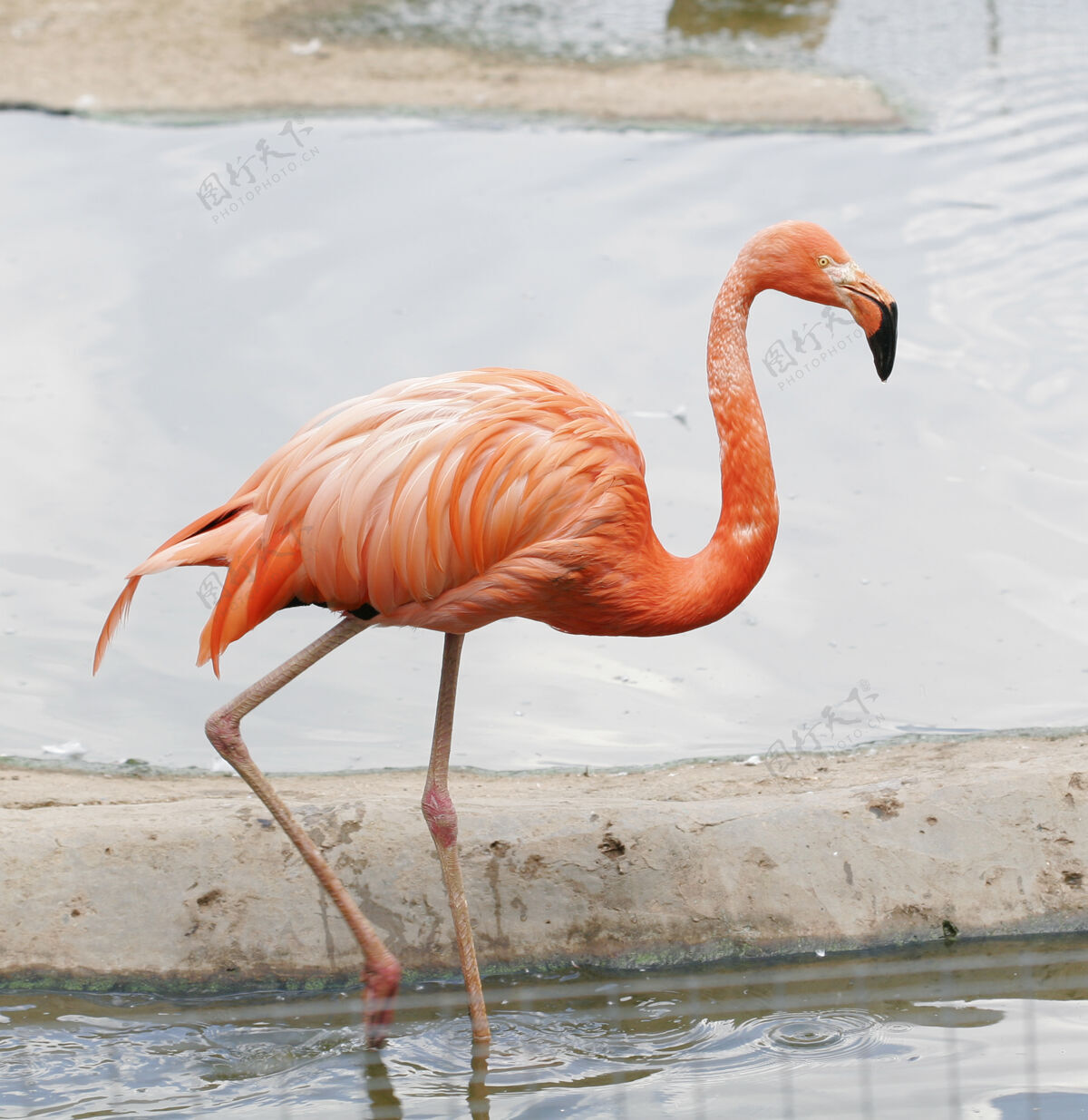 户外动物园里那只粉红色的火烈鸟鸟动物水