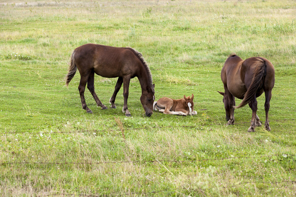 繁殖一家人从一匹成年马和一匹小马驹在一片绿草如茵的空地上吃草 夏天自然爸爸配对