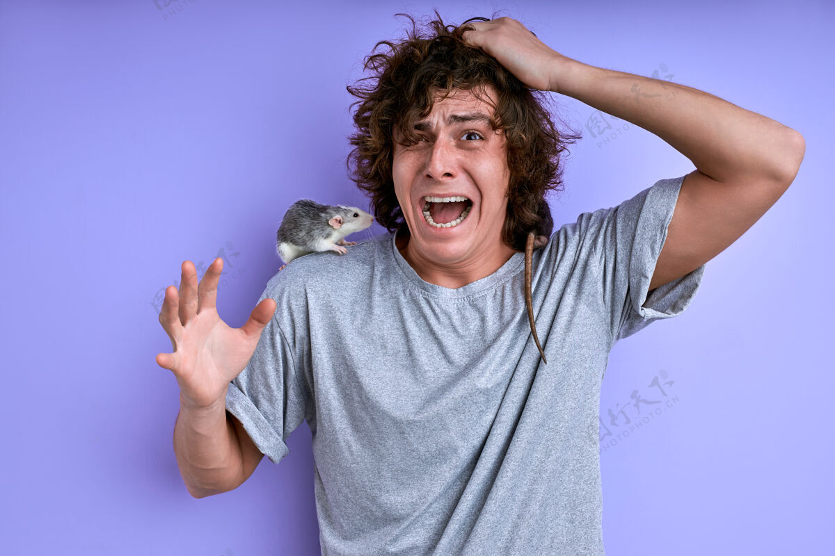 年轻年轻的雄性尖叫害怕装饰鼠隔离在紫色的背景下 雄性患有musophobia老鼠卷发人