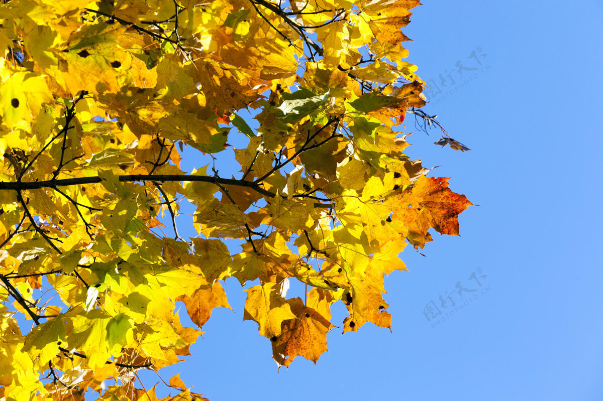 空在秋天的季节里 枫叶的颜色发生了变化 在蓝天的映衬下特写镜头自然户外叶