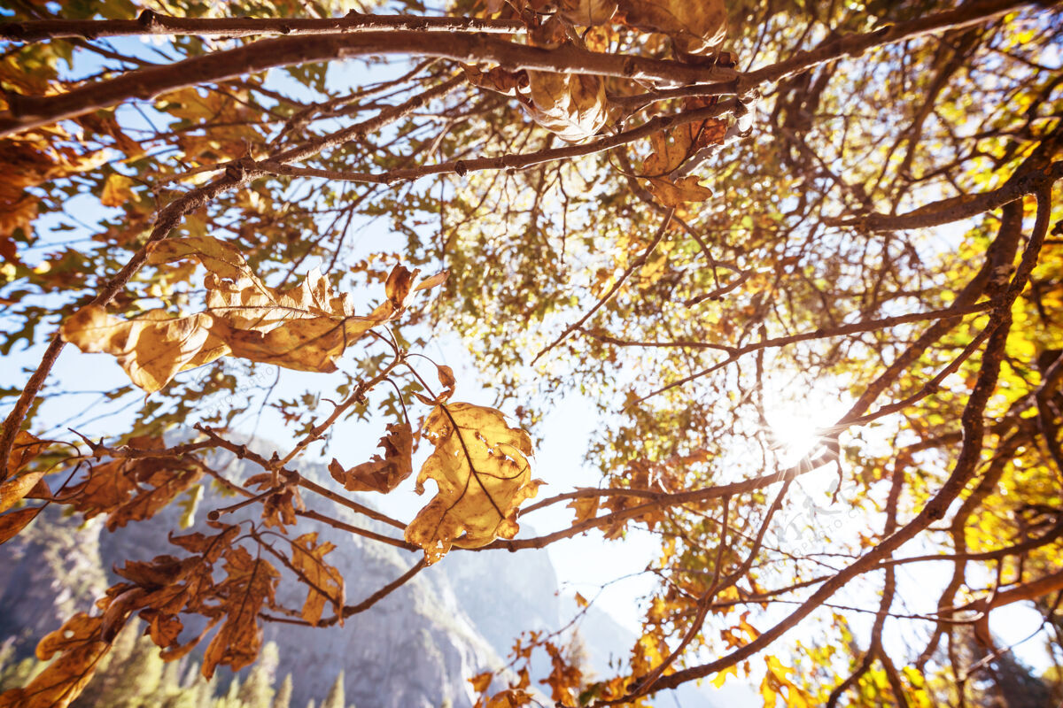 秋天秋天五彩缤纷的黄叶季节结束-上篮红色景观森林