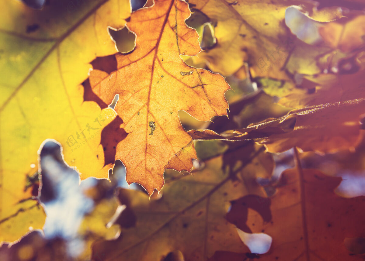 农业秋天五彩缤纷的黄叶季节结束-上篮美丽的自然景观宁静