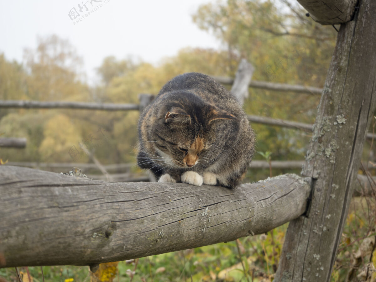 户外秋天 猫坐在村里的木栅栏上坐着宠物毛茸茸的