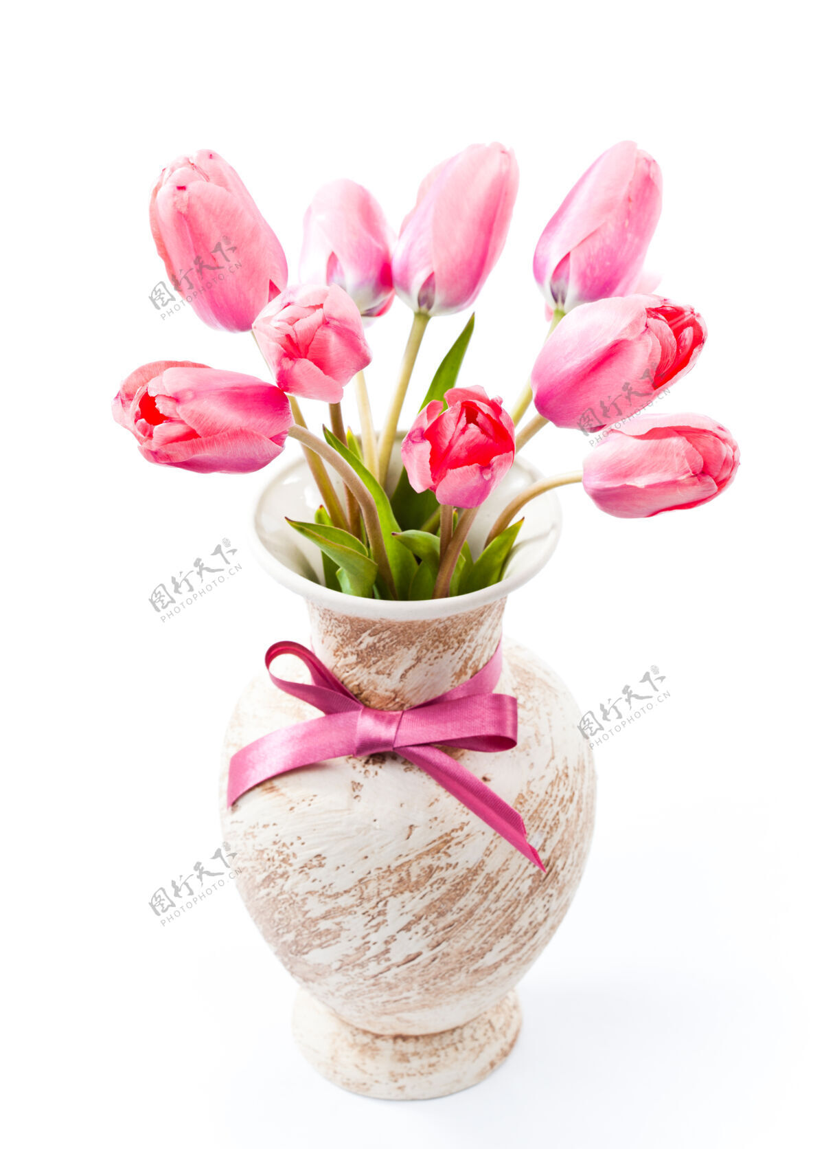 开花粉红色的郁金香插在白色的蝴蝶结上庆祝花朵节日