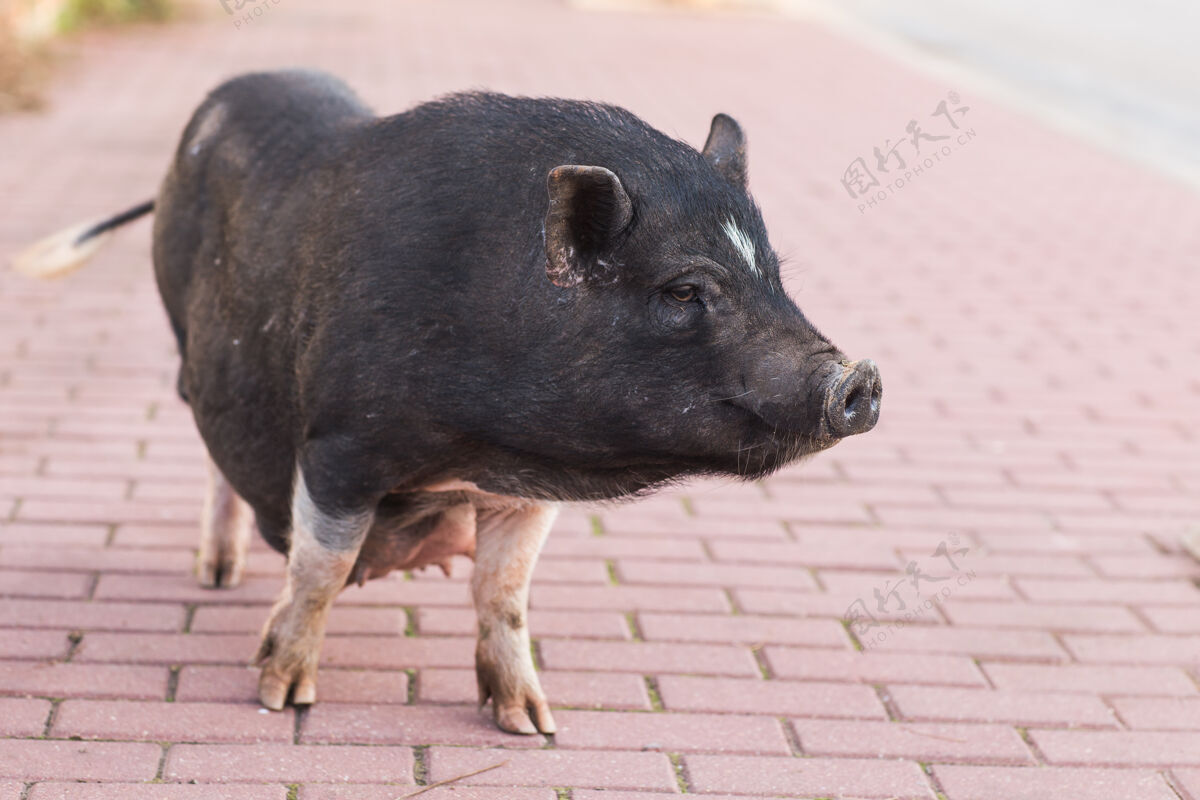 哺乳动物野生黑猪或猪接近向上野生动物在自然栖息地猪肉自然野生动物