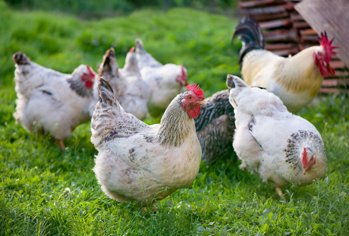 有机公鸡和鸡免费的放养公鸡和母鸡春天生物田野