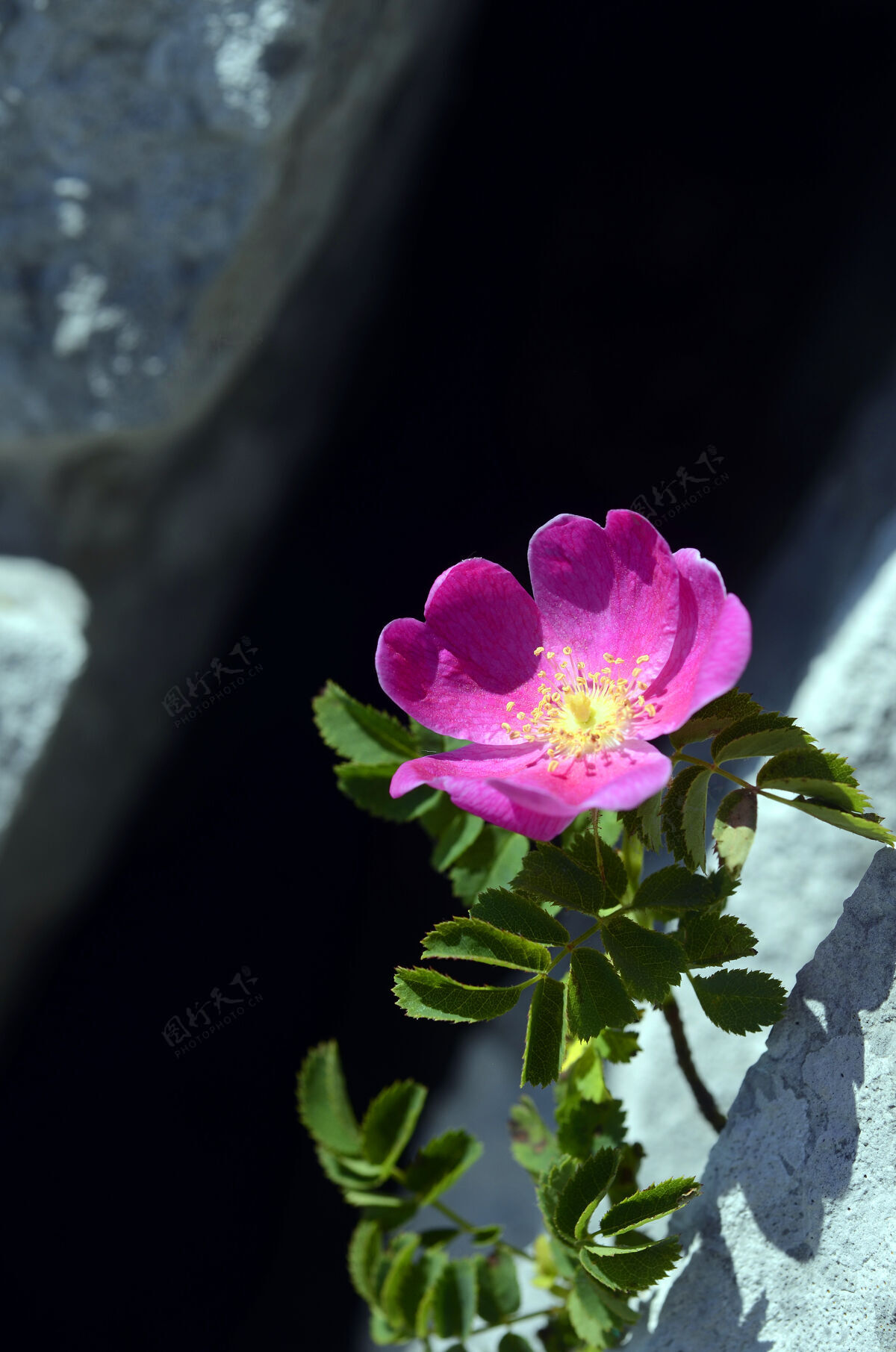 高山蔷薇是一朵生长在群山岩石中的美丽的玫瑰环境花自然