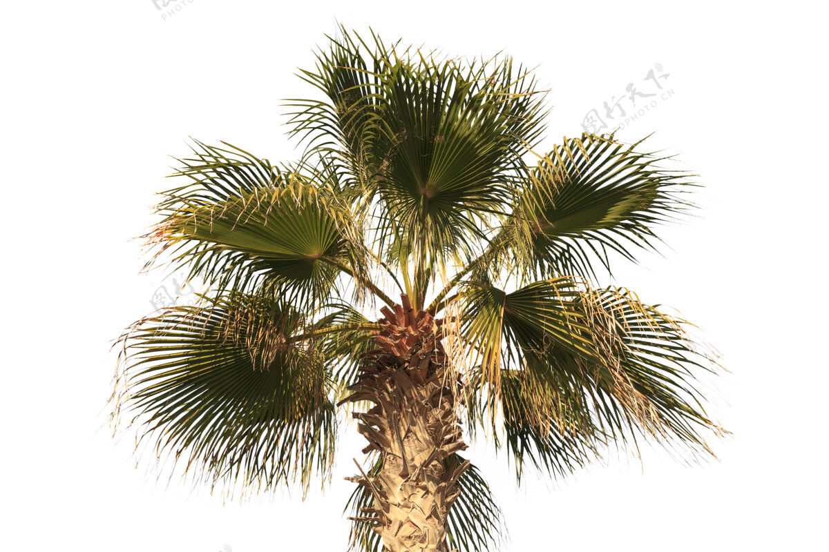 树木热带绿色棕榈叶隔离在白色背景上自然孤独野生