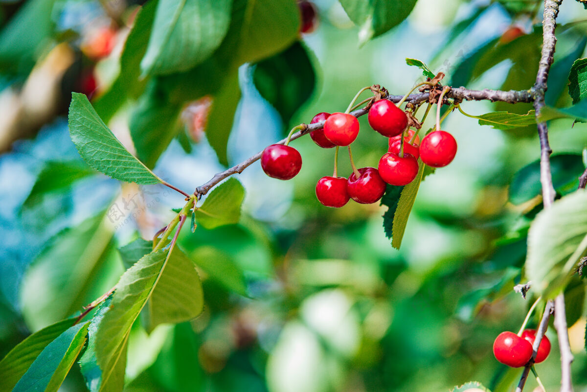 甜味樱桃在枝头生长 成熟的红樱桃收获花园维生素