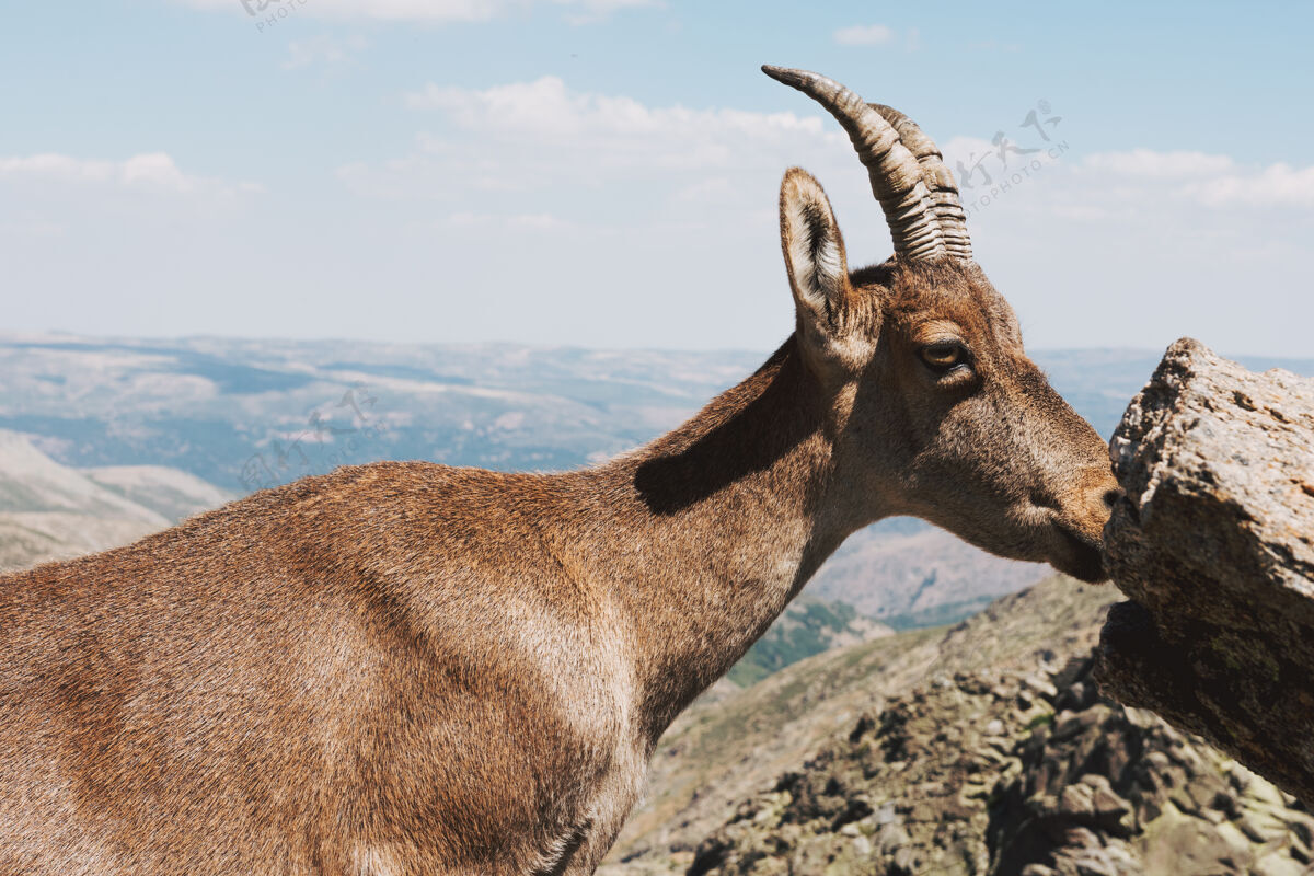 野生动物一只典型的西班牙山山羊在山上的肖像男性肖像水平