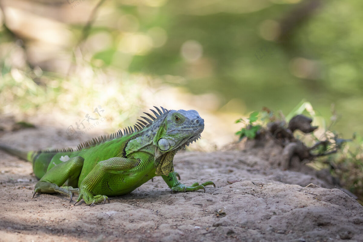 绿色绿色鬣蜥在自然环境中变形的图像背景.动物.爬行动物!绿色 自然 动物 热带 户外 刺 异国情调 鬣蜥 爬行动物 动物 特写 爬行动物