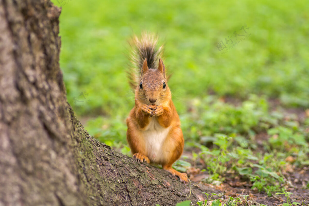 公园美丽的红松鼠正在公园里吃坚果森林吃动物