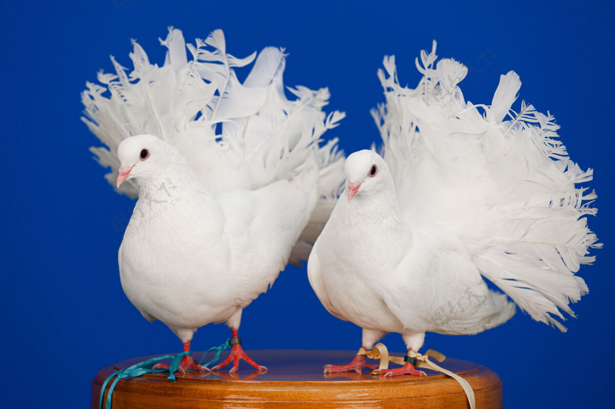 配对一对白鸽坐在木板路上 象征着爱和纯洁鸟羽毛纯洁