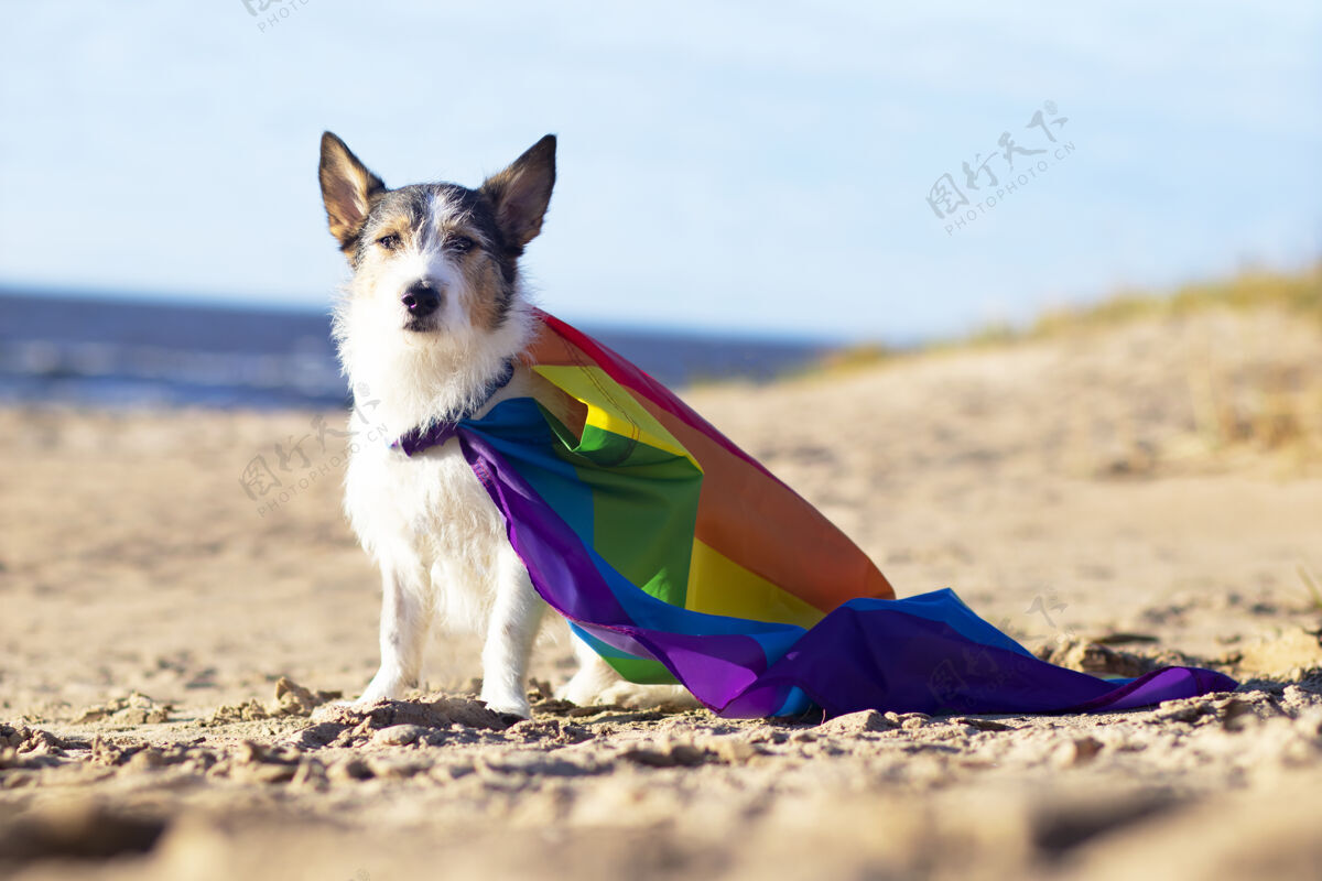 游行可爱有趣的狗与彩色彩虹同性恋同性恋同性恋者旗帜骄傲假日户外概念生活方式狗Lgbtq可爱