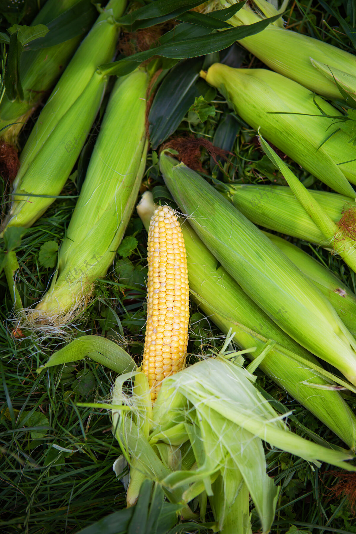 雌性玉米清苗夏季工艺,收割关闭-起来新鲜加工花园