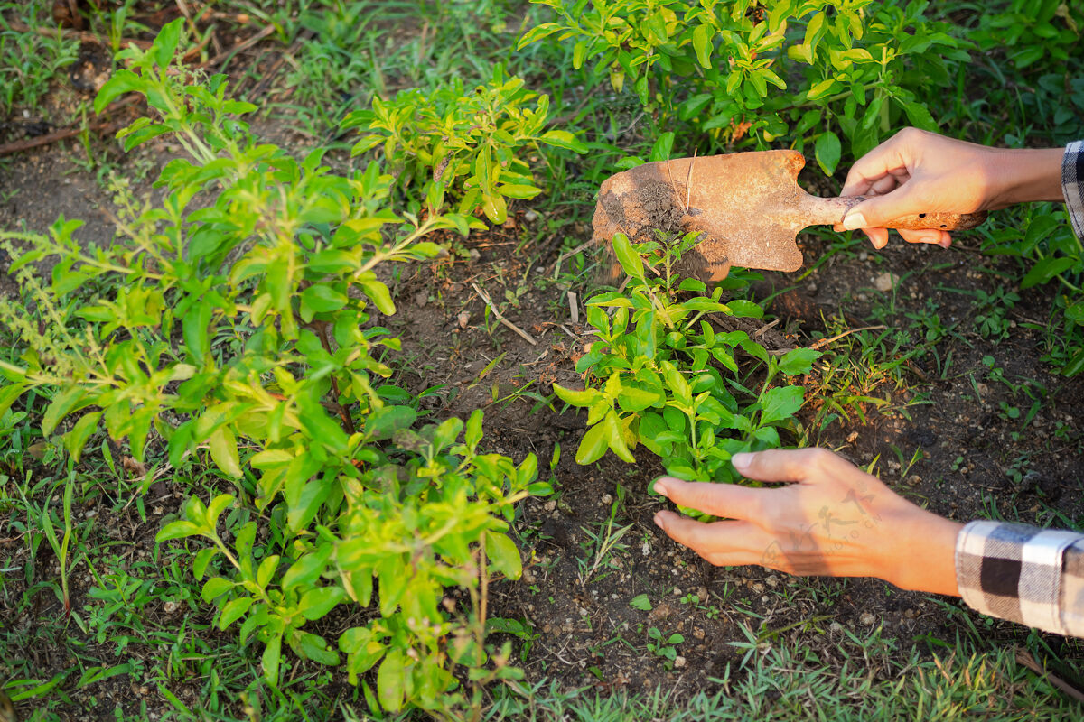 蔬菜农民们拿着生锈的小铲子 铲着天然肥料和土罗勒树食物农业叶