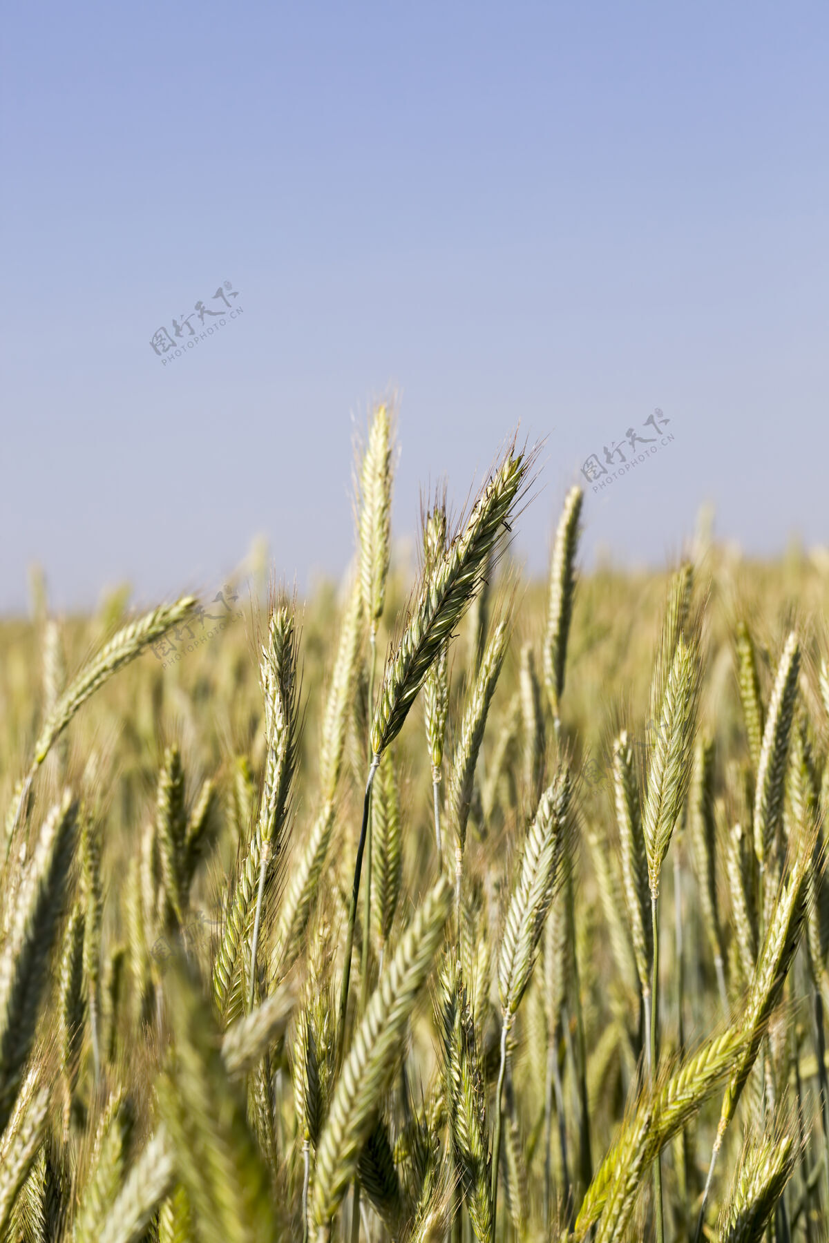未成熟农田里种的小麦已经快熟了 变成了金黄色田地玉米黑麦