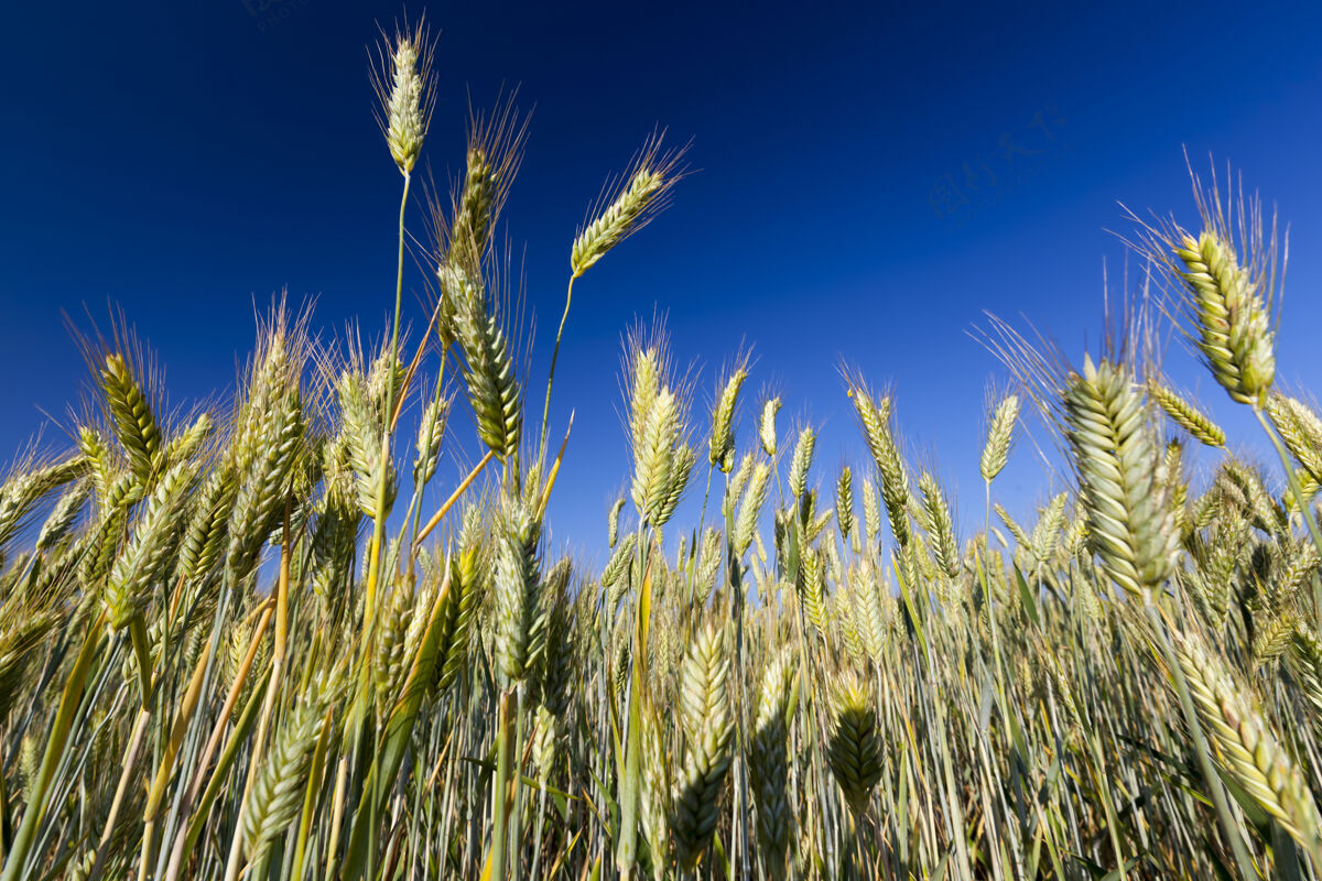 有机农业绿色黑麦生长的农田年轻粮食有机