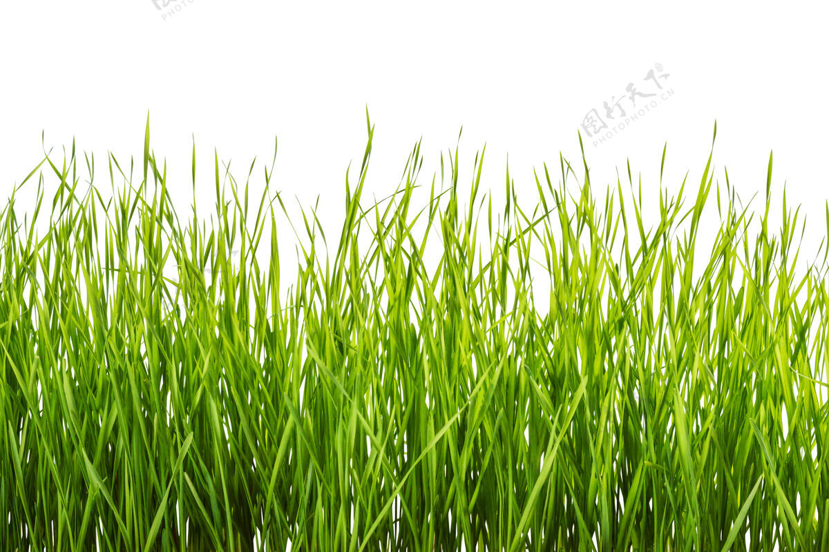 花束绿色的草隔离在白色的背景上花草情人节
