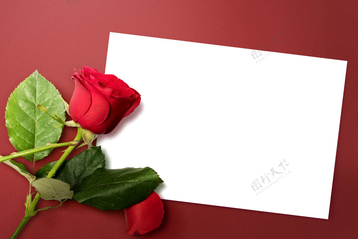 花瓣空白的白纸和红玫瑰色的彩纸墙情人节礼物天空的复制空间玫瑰纸花