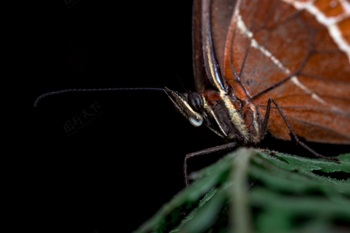 野生动物一只蝴蝶眼睛的特写镜头世界生态生物