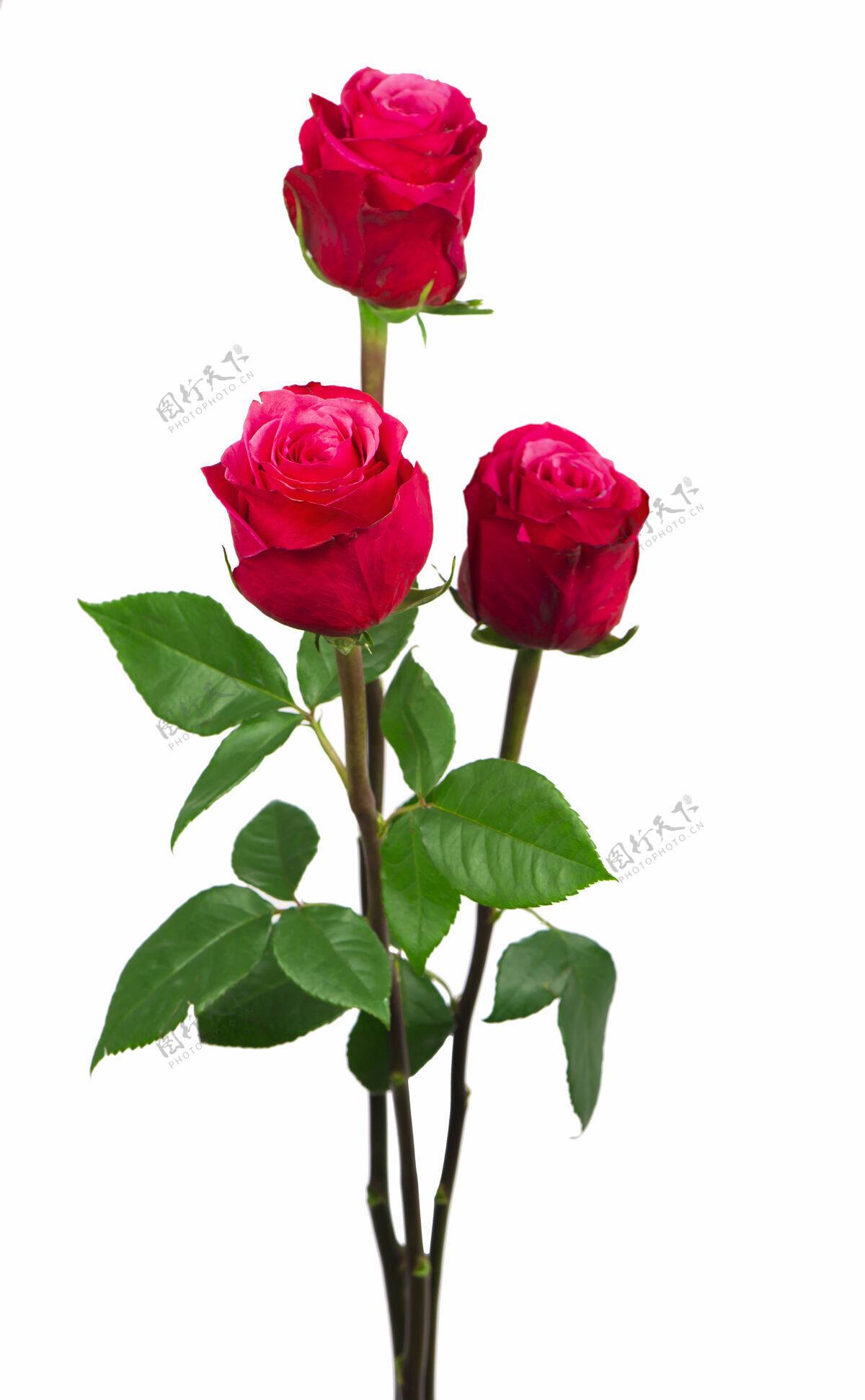 红色孤立的粉红色玫瑰花在白色背景上植物背景庆典