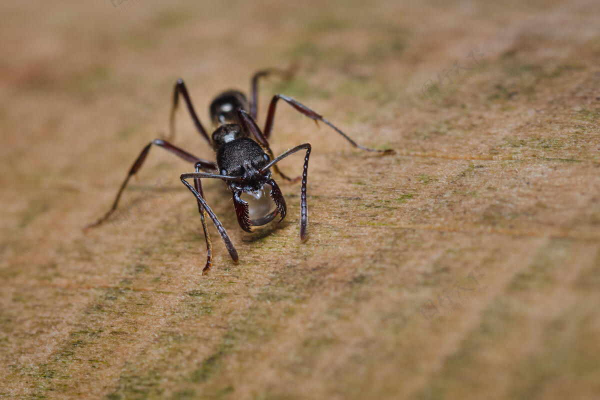 宏观摄影蚂蚁用爪子夹着一滴水生物草小