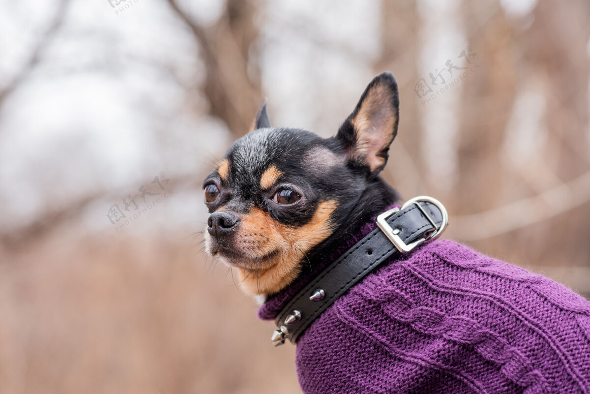 美丽宠物狗吉娃娃在街上散步吉娃娃街一只狗遛狗秋天在公园散步可爱人肖像