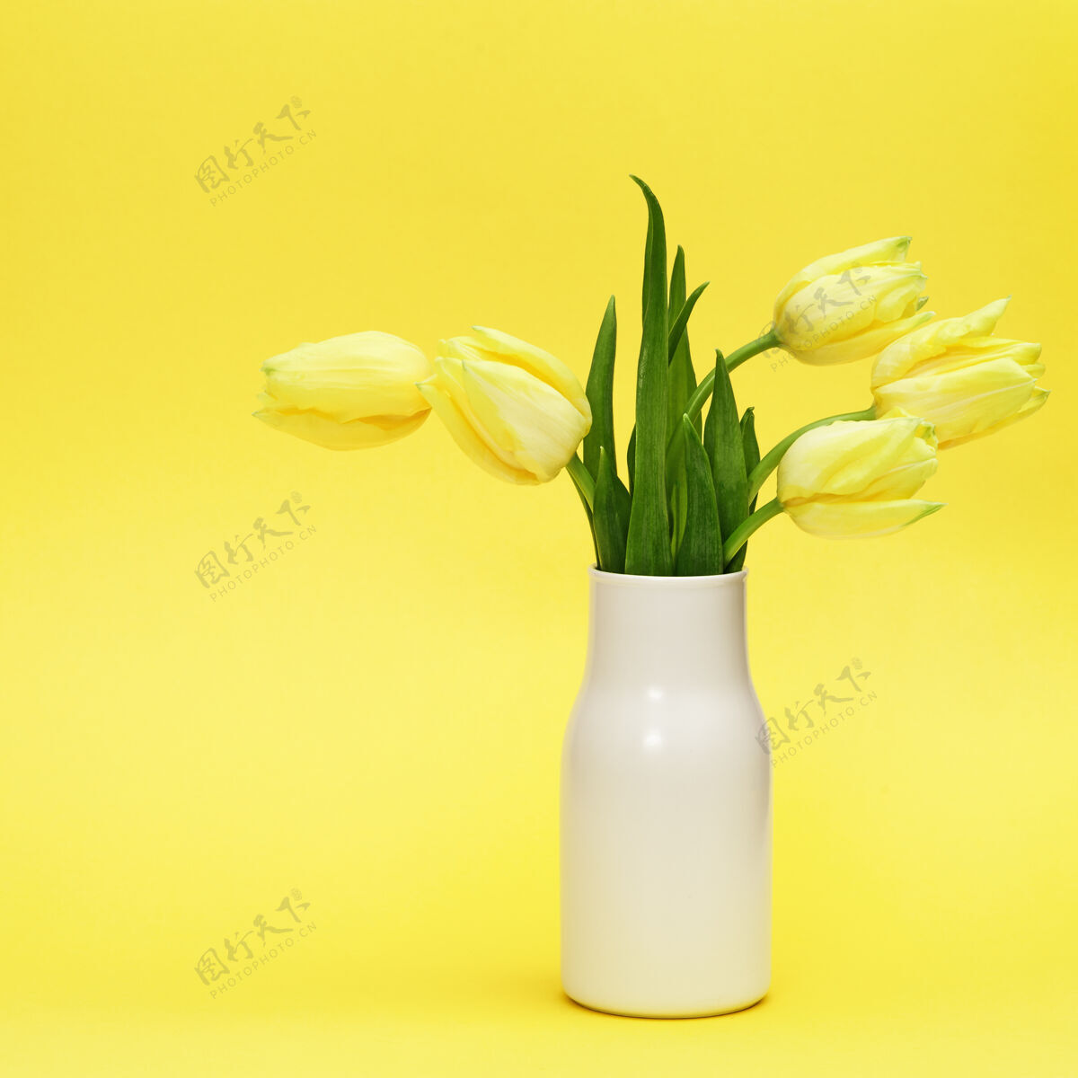 场景春天的郁金香花在白色的黄色陶瓷花瓶上最小自然装饰