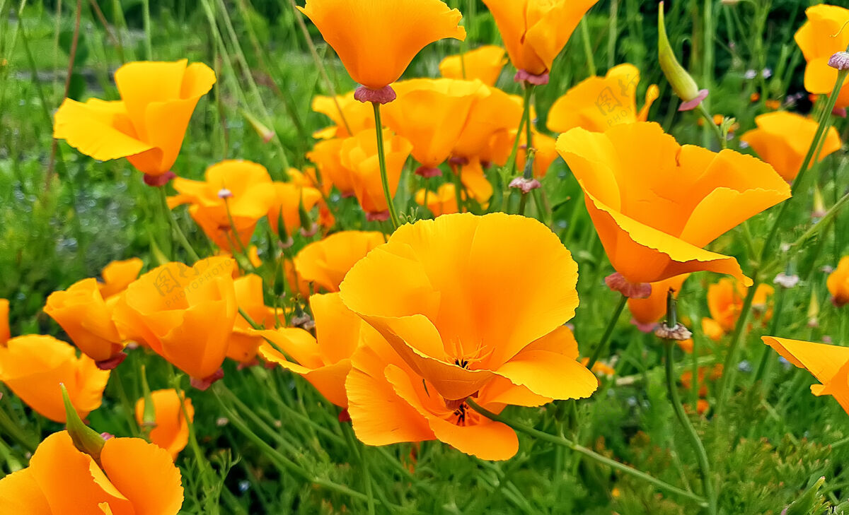 开花黄色的罂粟花关了向上英格兰乡下花园花瓣罂粟