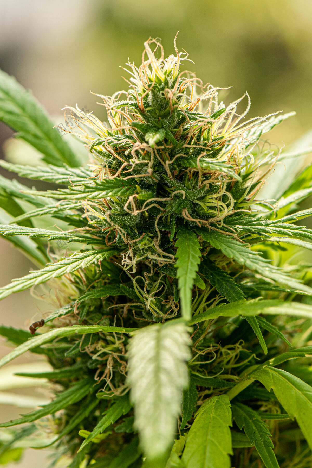 农业医用大麻是在大麻花收获前概念的草本替代药物 cbd石油 在温室医药行业治疗药剂师研究