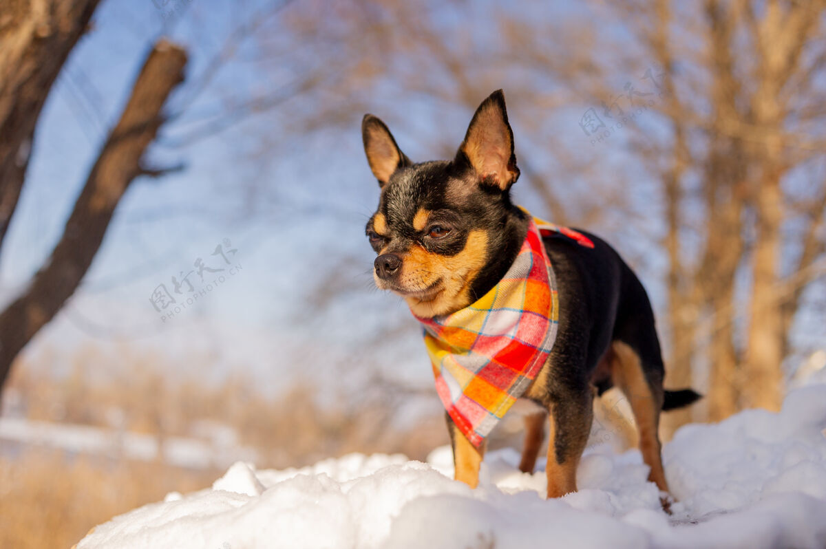 手帕冬天 一只狗在户外戴着橙色的头巾森林乐趣自然