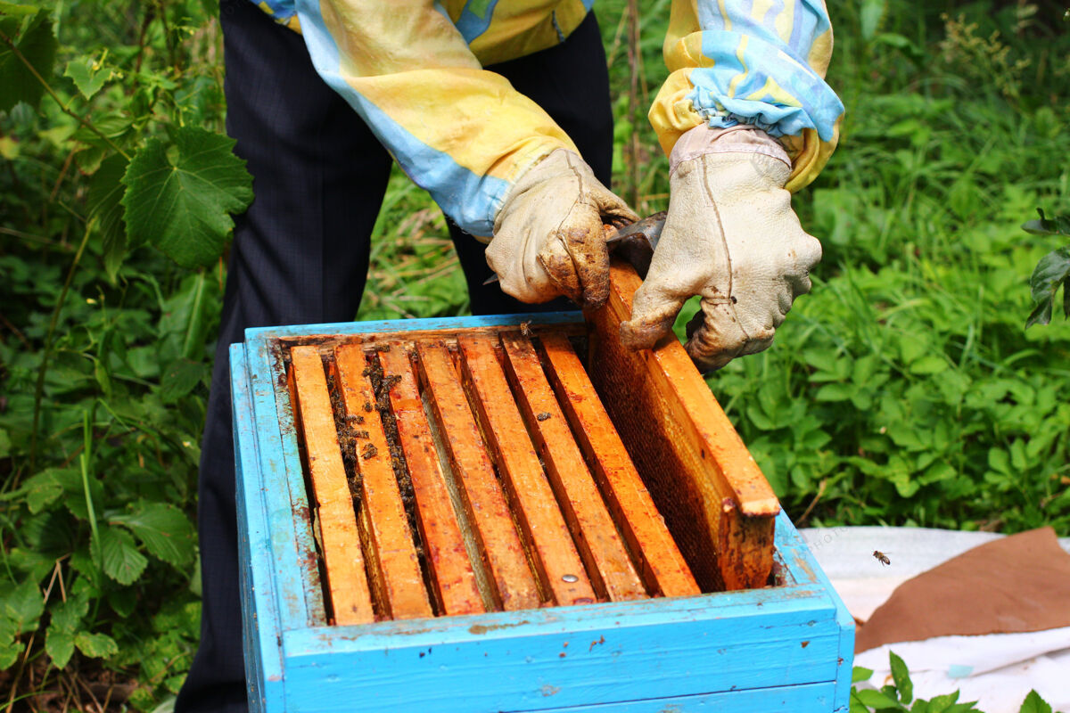 梳子养蜂人用糖浆喂蜜蜂蜂巢帽子昆虫