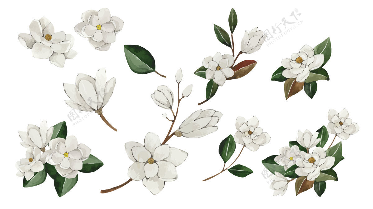 绘画白玉兰水彩花套装树枝水彩花蕾