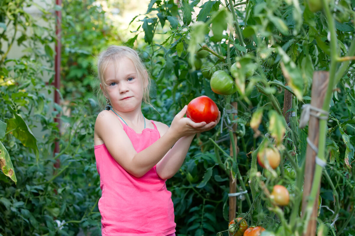 番茄温室里的小女孩正在收获西红柿农场食物婴儿