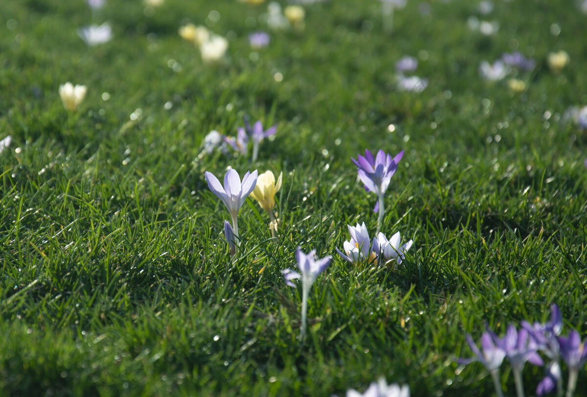 风景美丽的春天紫色 白色 黄色的番红花在绿色的草坪上田野开花开花
