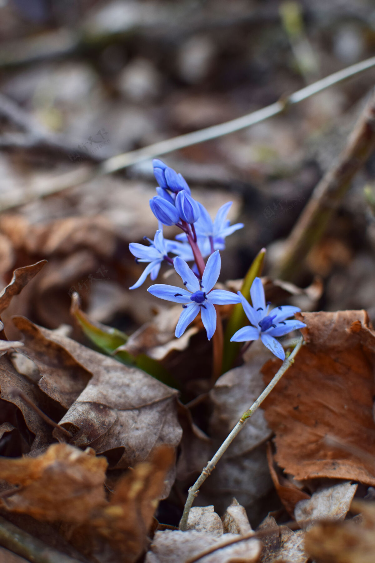自然蓝色scilla（scillasiberica）在克拉斯诺达尔的春天森林里盛开草小草地